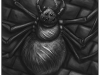 Schwarze_Eiche_Spinne-in-Hoehle